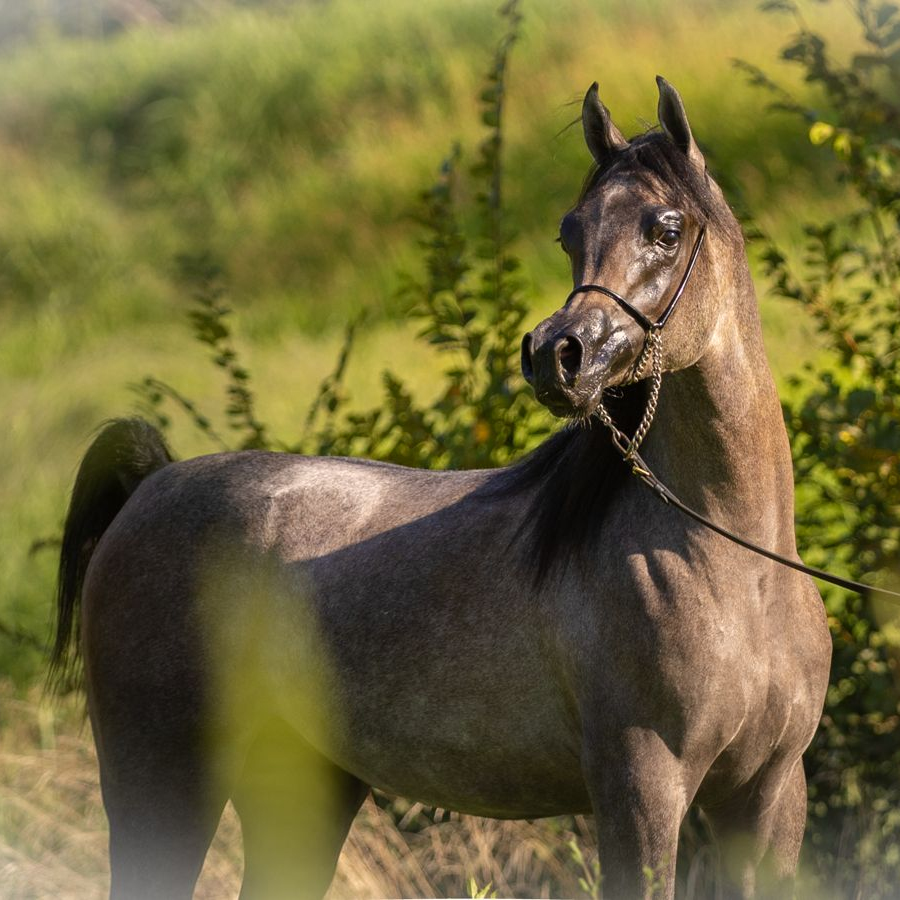 2025 Showy grey Arabian colt with good movements and a great high tail carriage, S0184