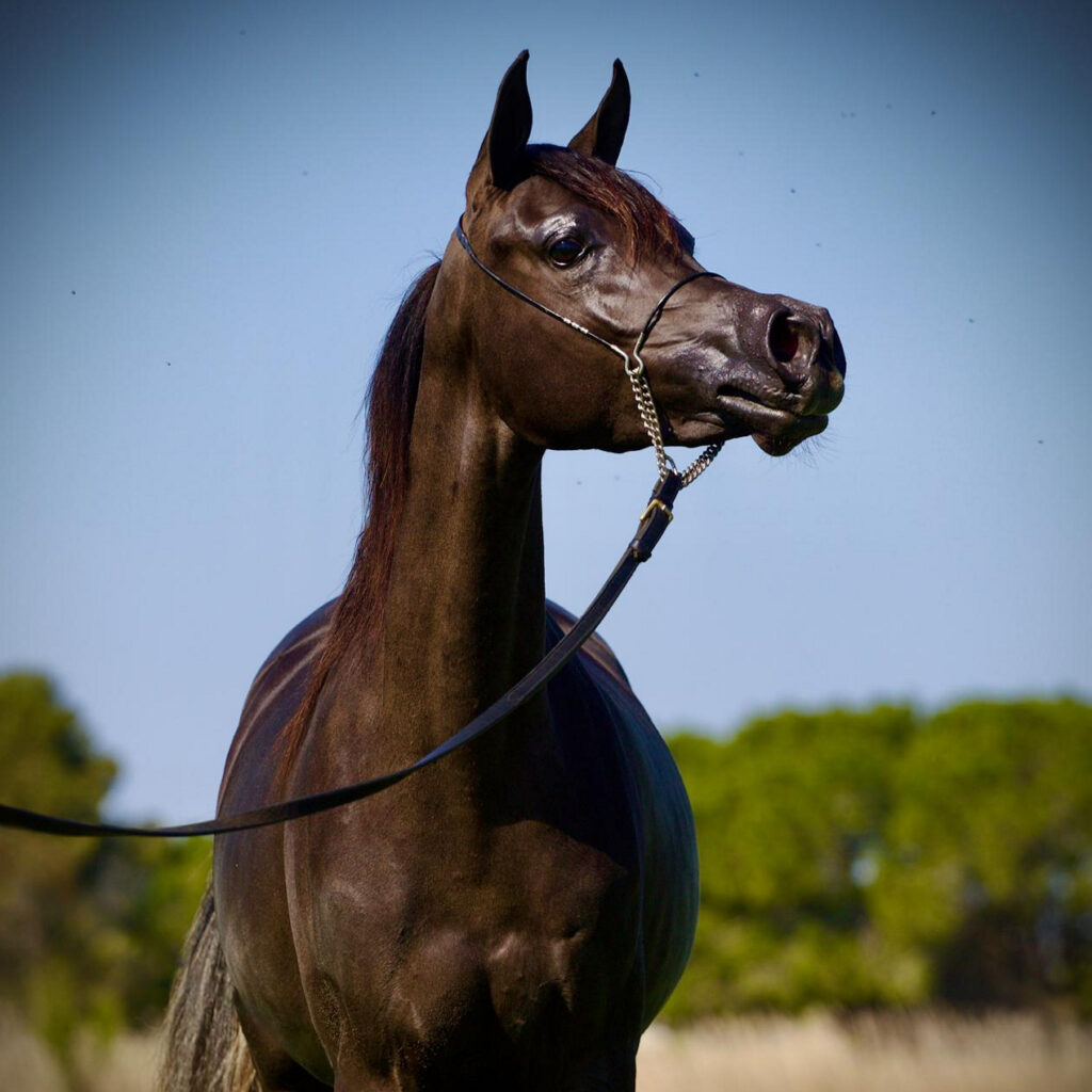 2024 Black Straight Egyptian filly who was Silver Champion on the Egyptian Event Europe, S0224