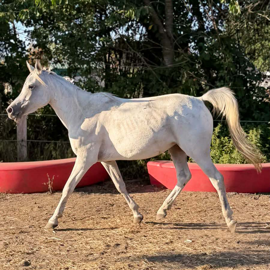 2020 Grey Straight Egyptian mare. She is out of a IBN BARRADA daughter, S0225