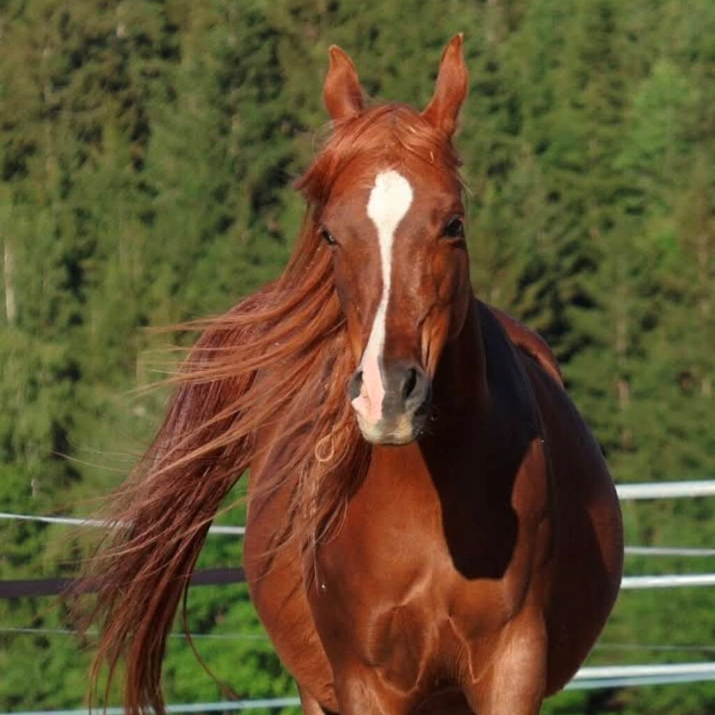 2015 Very sweet chestnut Arabian broodmare, S0226