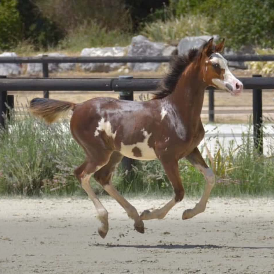 2026 Beautiful part-bred filly with 97% Arabian blood and with the W19 gene what gives her the special color, S0227